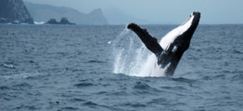 Come Verdere le balene in Ecuador