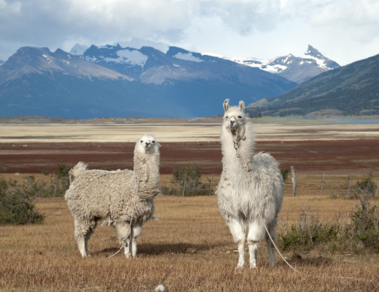 Lama sulla Cordigliera delle Ande - Argentina