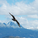 aquila reale Ushuaia - Cordigliera Darwin- Patagonia