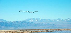 Cile – Deserto di Atacama